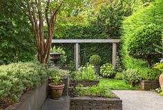 a garden with lots of plants and trees