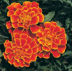 two orange flowers with green leaves in the foreground and one red flower on the right