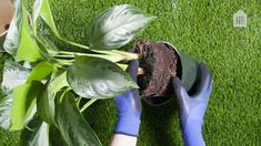 someone using gardening shears to trim a potted plant on the grass with their hands