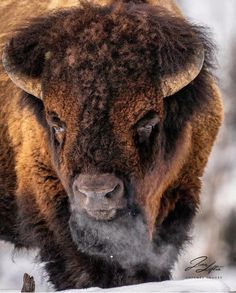 an adult bison standing in the snow with his head turned to look at the camera