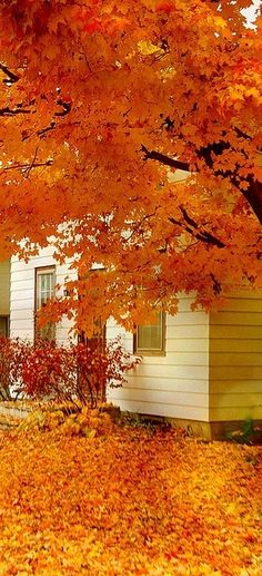 an autumn scene with leaves on the ground and trees in front of a yellow house