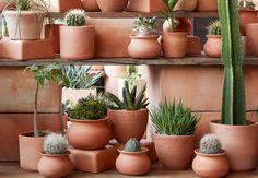 there are many potted plants on the shelves