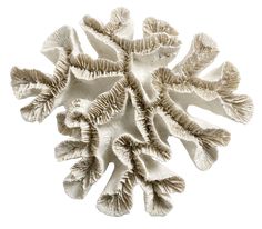 a close up of a white coral on a white background