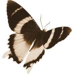 a black and white butterfly flying in the air