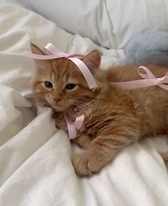 an orange cat laying on top of a bed next to a stuffed animal and pink ribbon