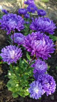 purple flowers are blooming in the garden