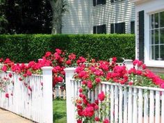 red roses growing on the side of a white picket fence in front of a house