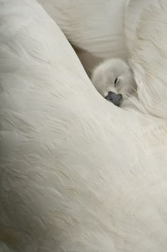 a baby swan is curled up in the middle of its mother's furs