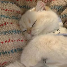 a white cat sleeping on top of a blanket