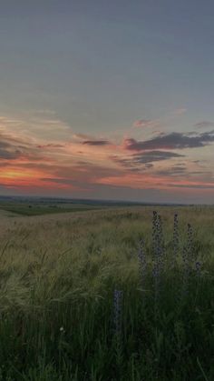 the sun is setting over an open field with tall grass and wildflowers in the foreground