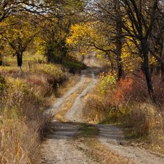 an empty dirt road surrounded by trees and grass with yellow leaves on the ground in front of it