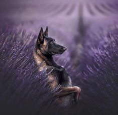 a dog sitting in the middle of purple grass