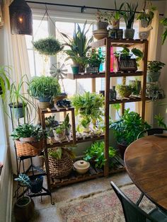 a room filled with lots of plants and potted plants on shelves next to a window