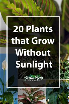 plants that grow without sunlight with text overlay reading 20 plants that grow without sunlight