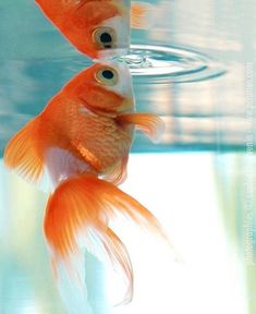 two goldfish in an aquarium looking at each other with eyes on their backs and tails