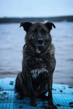 a black dog sitting on top of a surfboard