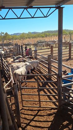 several cows are lined up in their stalls