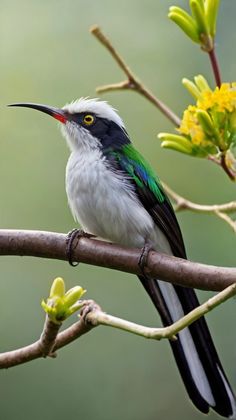 a small bird sitting on top of a tree branch