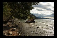 there is a tree that has fallen over in the water and rocks on the shore