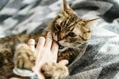 a person petting a cat on top of a bed next to a woman's hand