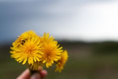 a hand holding up a yellow flower in front of a blue and white sky with clouds