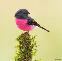 a small bird sitting on top of a green plant with pink and black feathers,