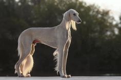 a large white dog standing on top of a cement floor next to trees in the background