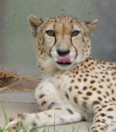 a cheetah laying on the ground with its tongue out