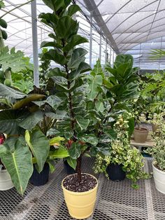 there are many potted plants in the greenhouses and one has a small tree