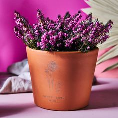 a potted plant with purple flowers sitting on a table