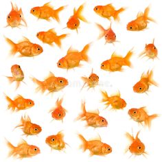 many goldfish swimming in an aquarium on a white background royalty illustration stock images and clipping