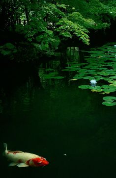 a pond with lily pads and a koi fish in it's water surrounded by greenery