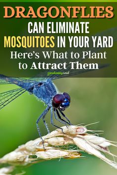 a blue dragonfly sitting on top of a plant with text overlay that reads, how to attract mosquitoflies can eliminate mosquitoes in your yard here's what to