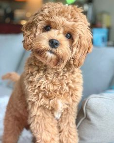 a small brown dog sitting on top of a bed