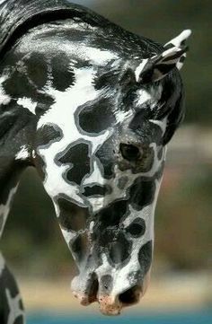 a black and white giraffe with spots on it's face