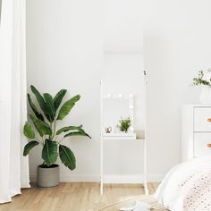 a bedroom with white walls and wooden flooring has a plant in the corner, along with a mirror on the wall