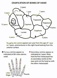 the diagram shows different types of bones and how they are used to help them learn