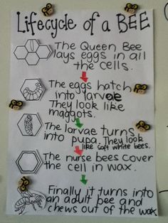 a bulletin board with instructions on how to use bees in the classroom and what they do