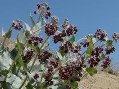 the flowers are blooming in the desert