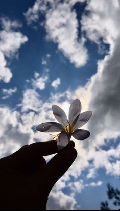 a person holding up a small white flower in front of a cloudy blue sky with clouds