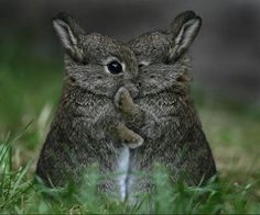 an image of two rabbits in the grass with their heads touching each other's noses