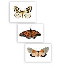 three different butterflies are shown in four different colors and sizes, one is orange, the other is white