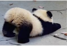 a panda bear is laying down on the ground