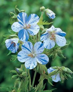 blue flowers with green leaves in the background