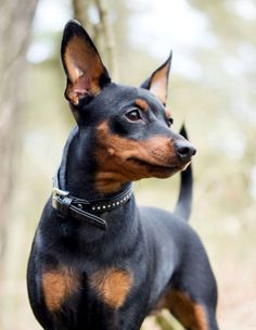 a small black and brown dog standing in the woods