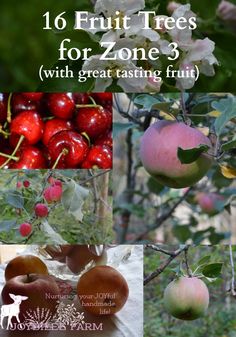 fruit trees for zone 3 with great tasting fruit