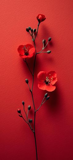 4k Images, Nature Iphone Wallpaper, Iphone Wallpaper Stills, Iphone Wallpaper Hipster, Wallpaper Iphone Neon, Flowers Photography Wallpaper, Desktop Wallpaper Art, Simply Red, Iphone Wallpaper Hd Nature