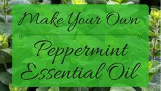 How To Make Homemade Perfume, Peppermint Plants, Essential Oil Distiller, Homemade Perfume, Essential Oils For Babies, Essential Oil Extraction, Mint Essential Oil, Making Essential Oils, Mint Oil