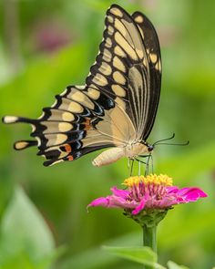 a butterfly sitting on top of a pink flower