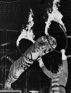 a black and white photo of a man holding a fire ring in front of a tiger